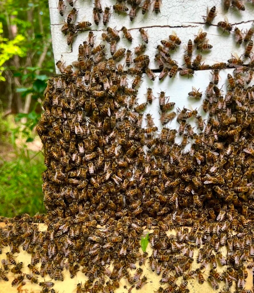 Honey Farming: It's all about the honeybees, beekeeping and more: