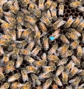 Marked Queen Bee
